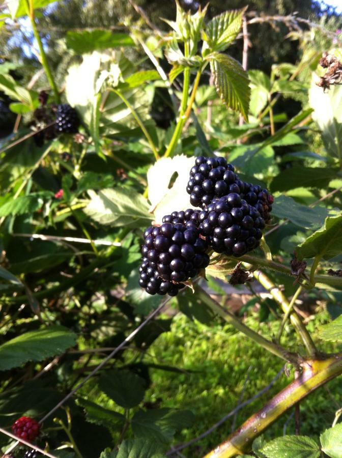 Vitrac-sur-Montane Gite Nature Le Moulin מראה חיצוני תמונה
